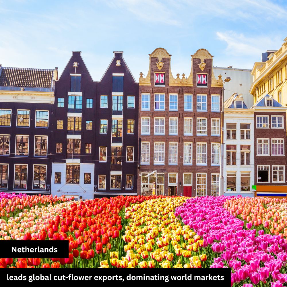 Netherlands world flower best market