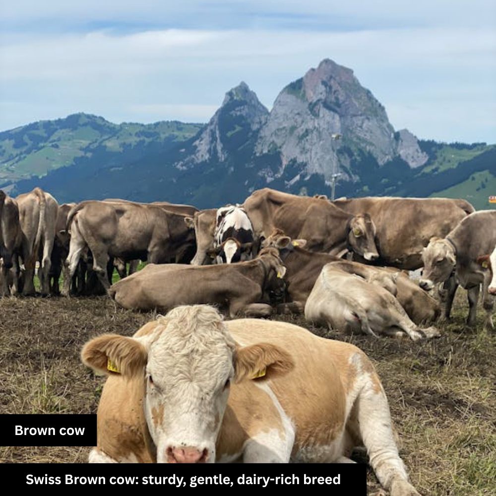 Brown Cow, rich breed