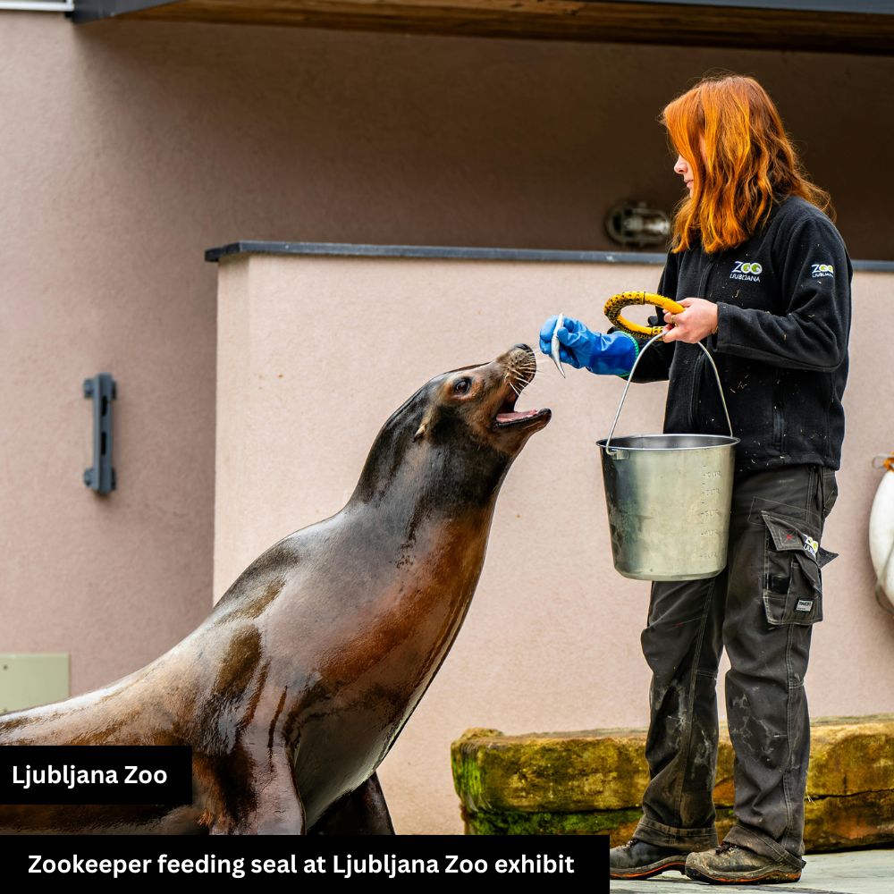 zookeeper feeding a seal