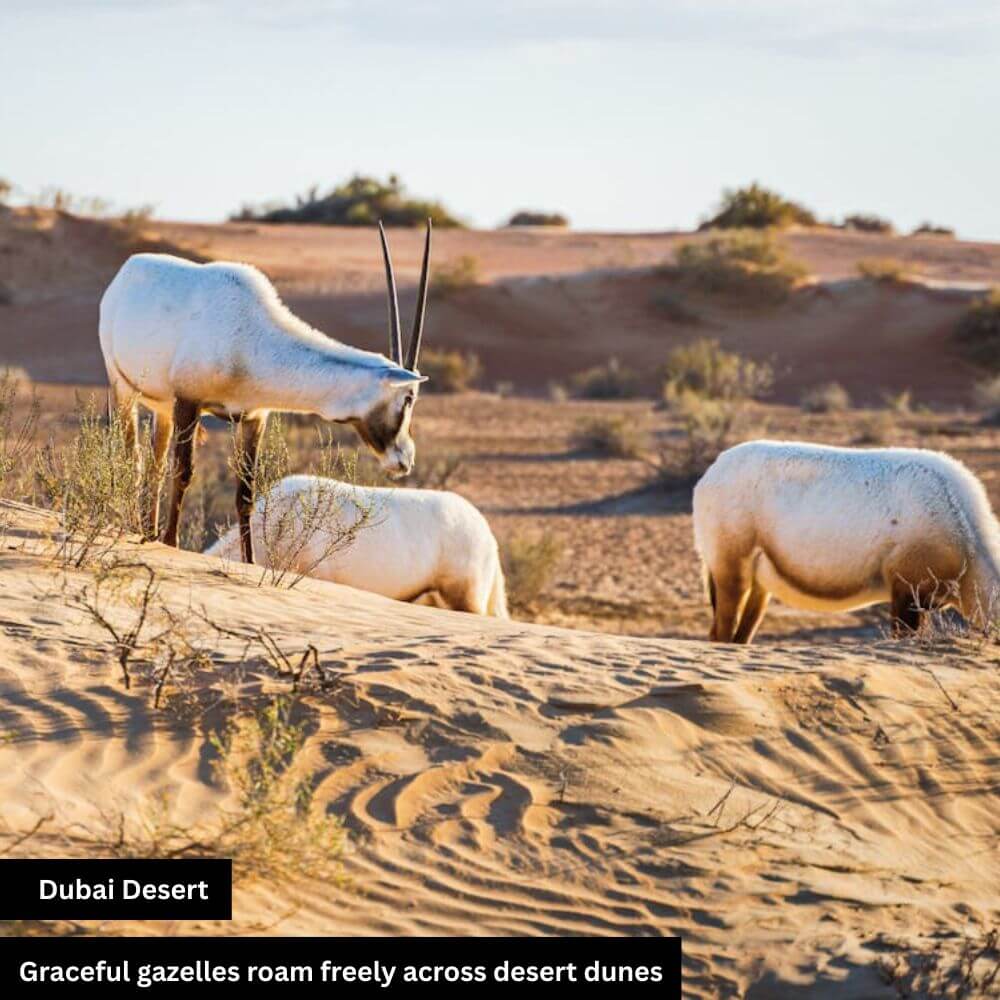 vast, golden, serene, adventurous, cultural escape