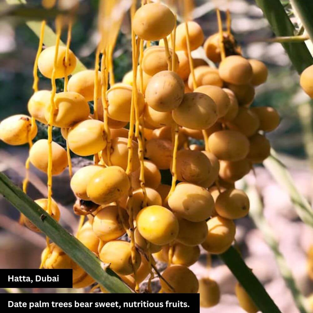 Date palm: ancient, fruitful, resilient, iconic desert tree