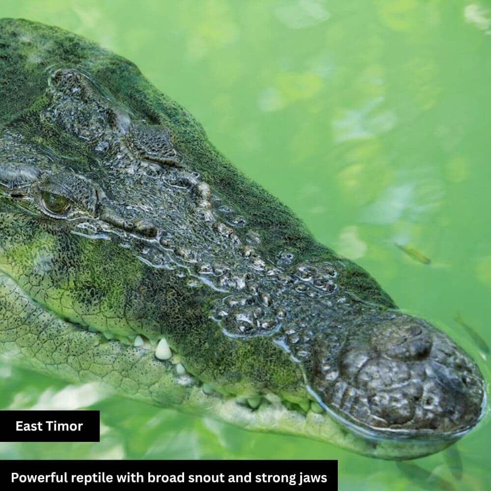 powerful reptile crocodile