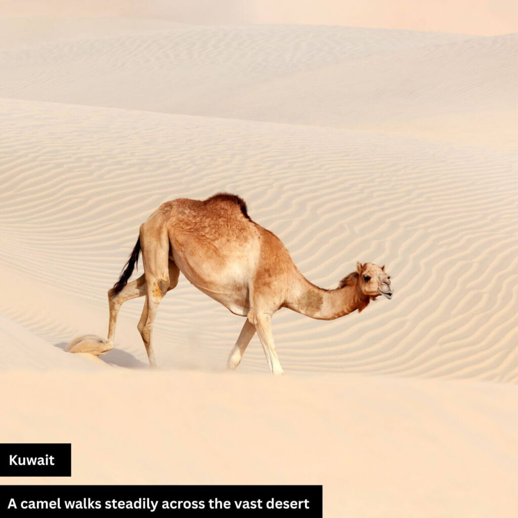 camel walking in desert