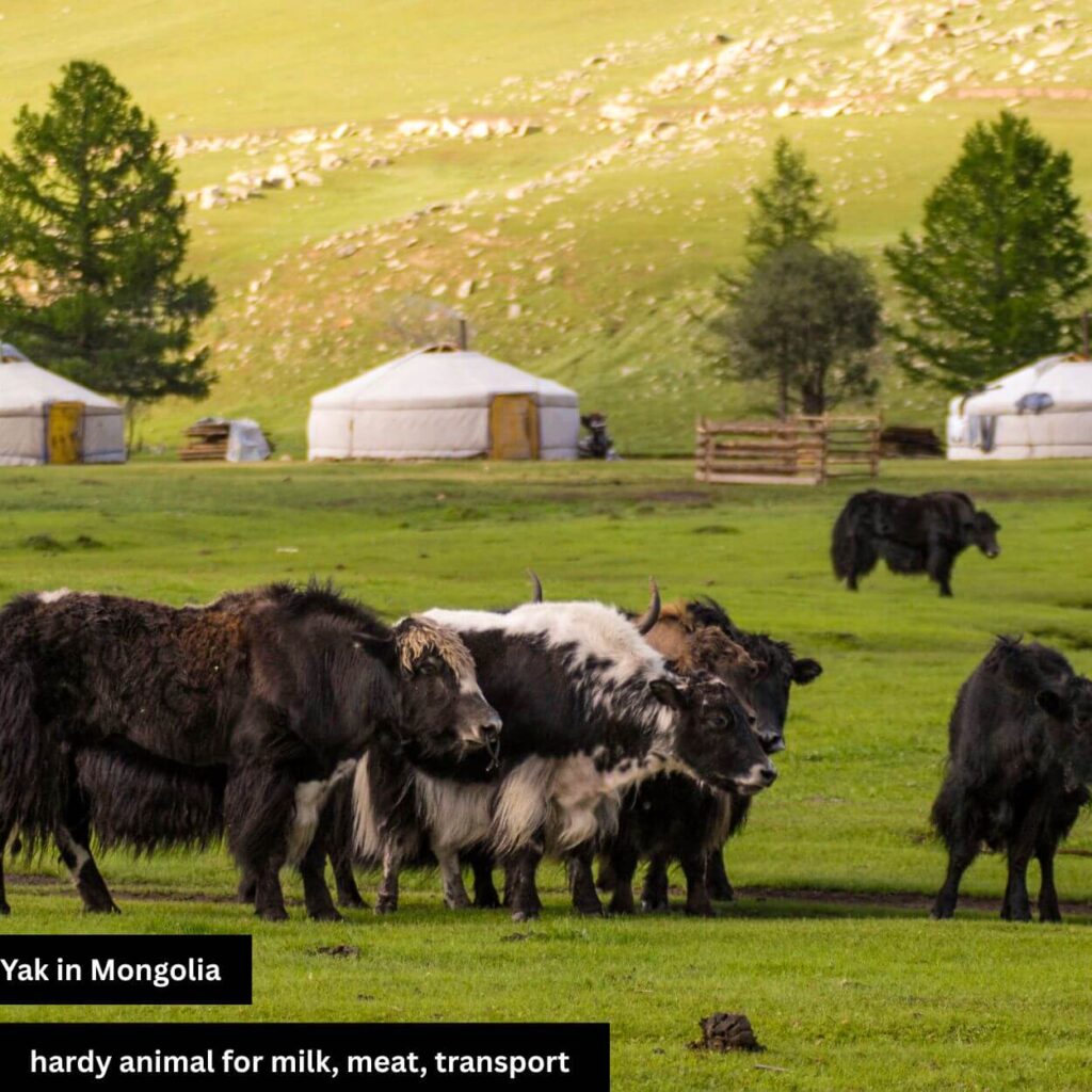 yak in mangolia fields