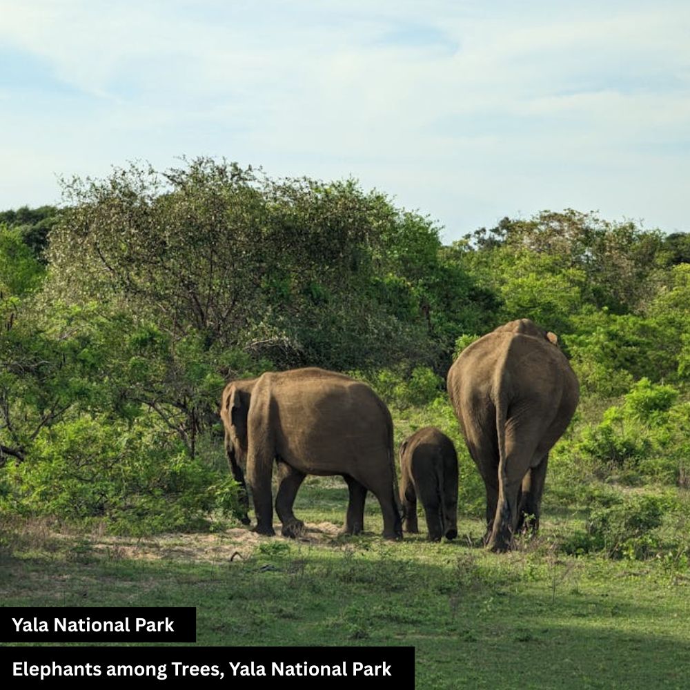 yala national park