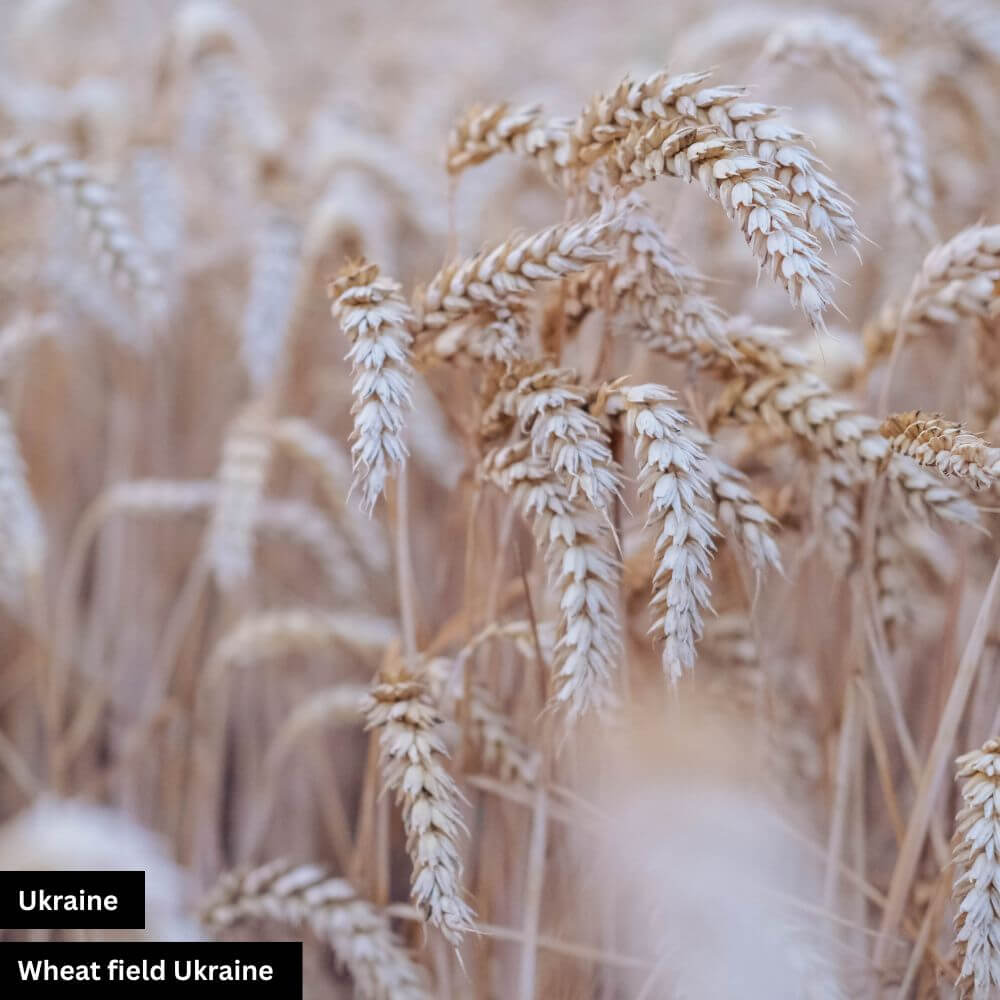 Wheat field, Ukraine