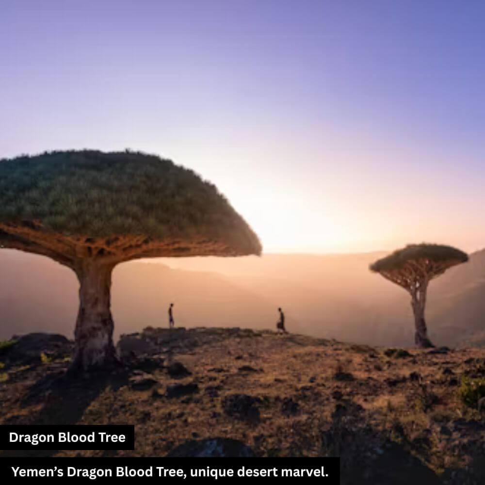 Dragon blood tree