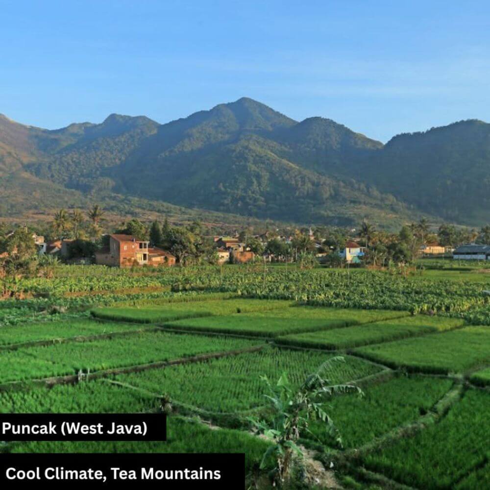 puncak,cool climate, tea mountains