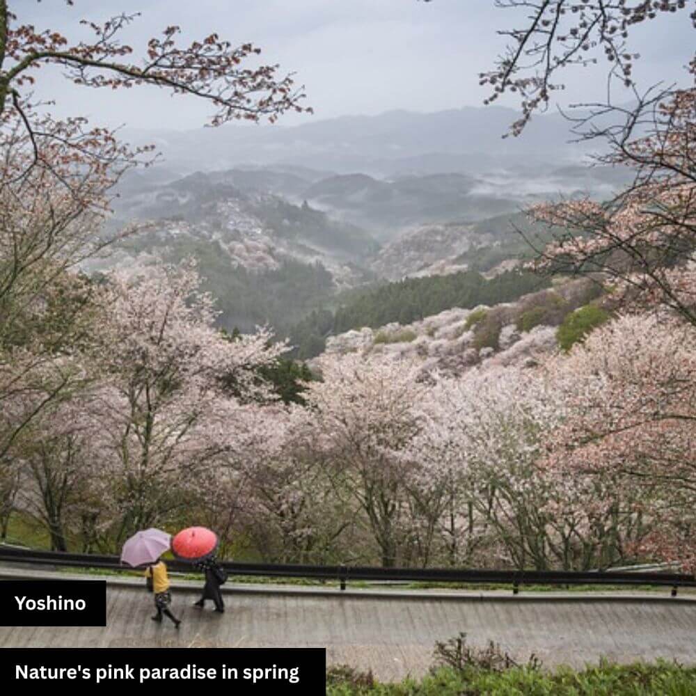 yoshino city