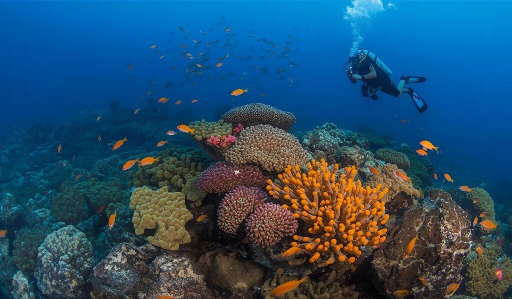 Scuba diver exploring coral reefs in Raja Ampat Indonesia